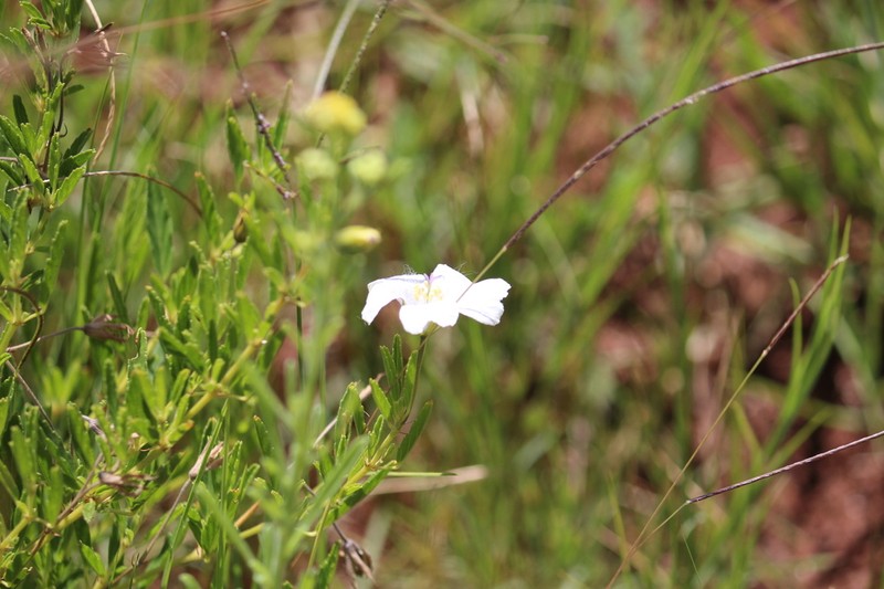 Monsonia attenuata photo 2