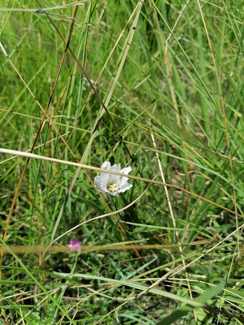 Monsonia attenuata photo 3