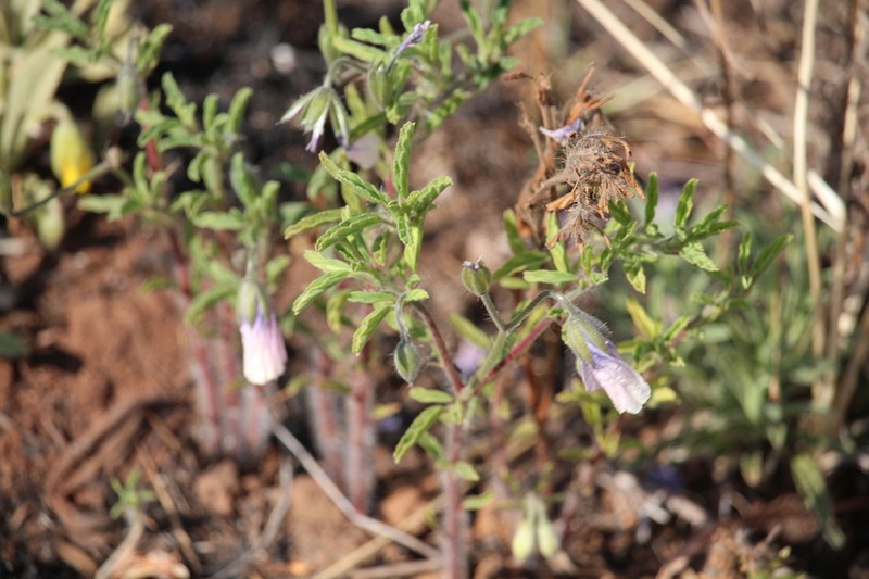 Monsonia attenuata photo 4