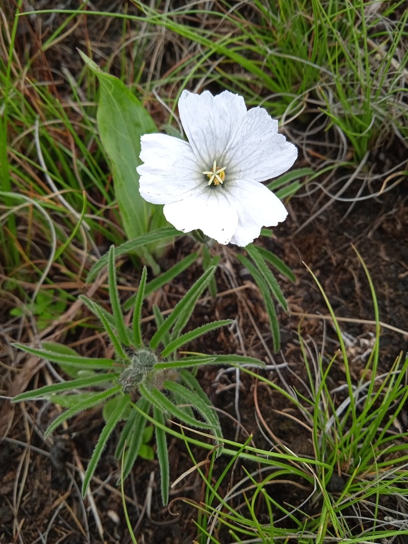 Monsonia attenuata photo 5