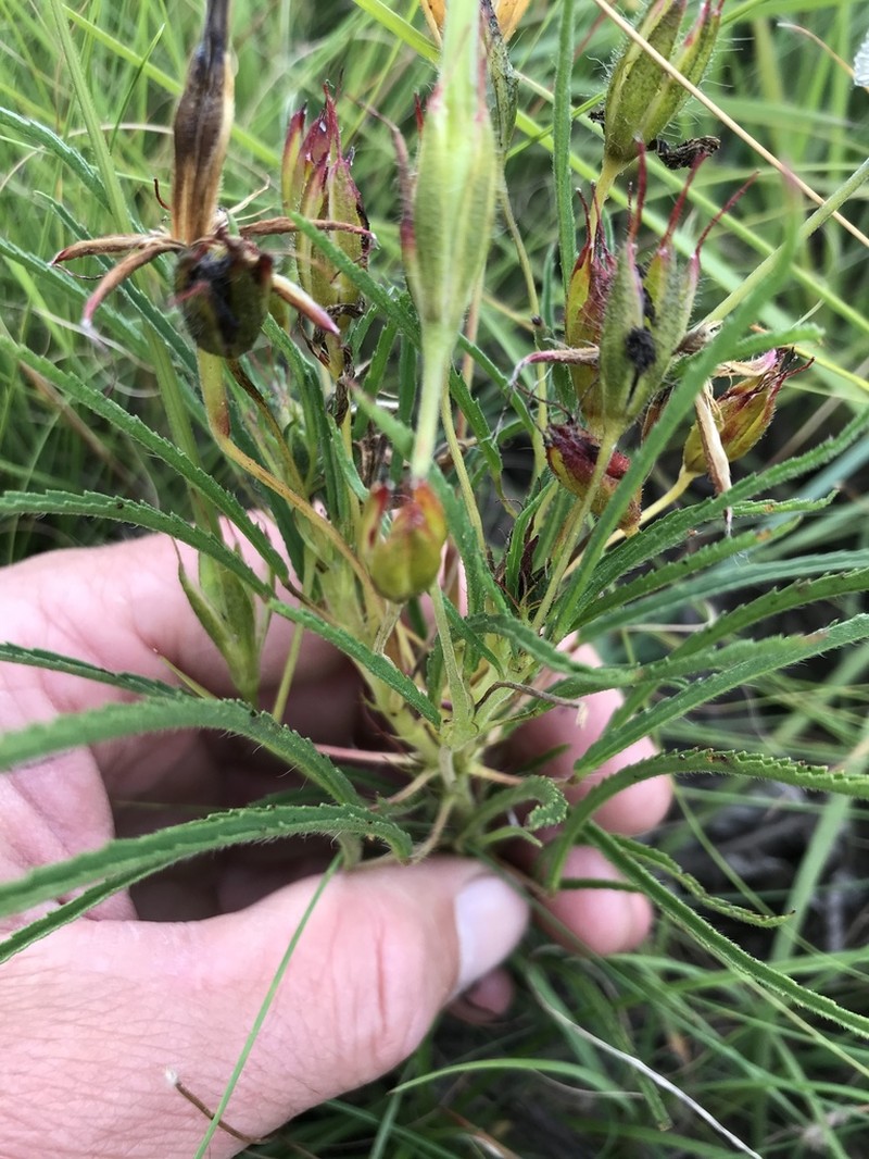 Monsonia attenuata photo 6