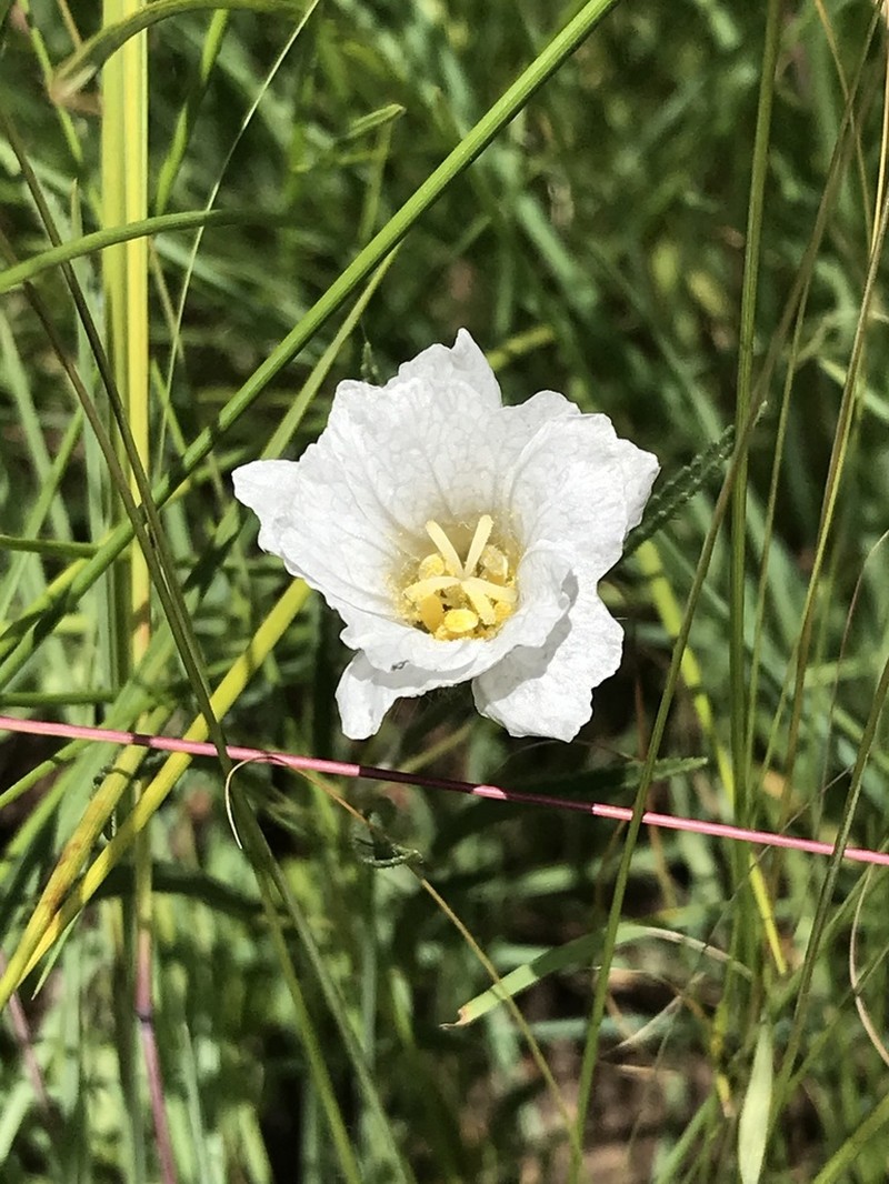 Monsonia attenuata photo 7
