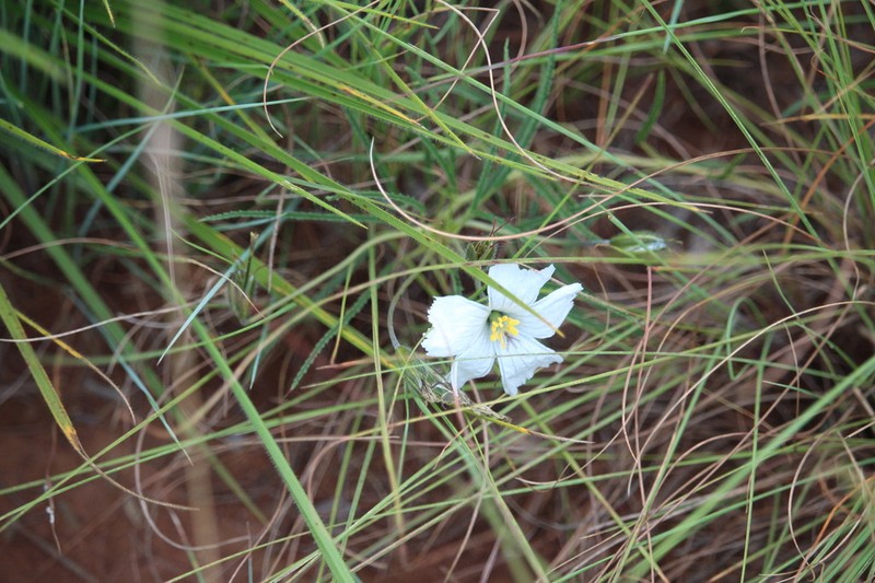 Monsonia attenuata photo 8