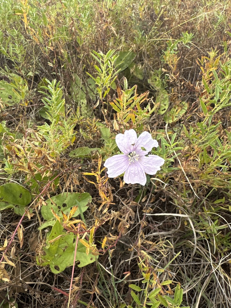 Monsonia biflora photo 2