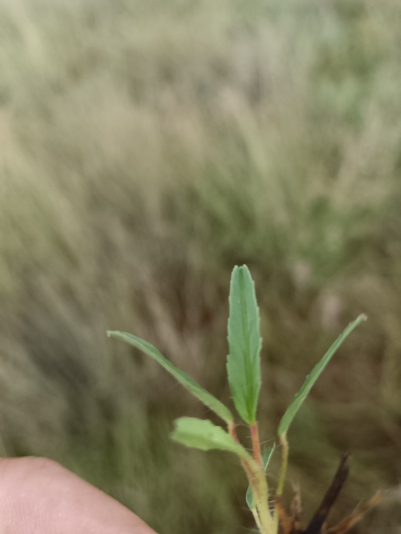 Monsonia biflora photo 3