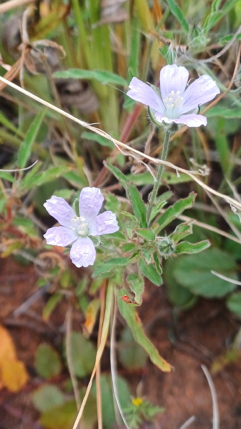 Monsonia biflora photo 4