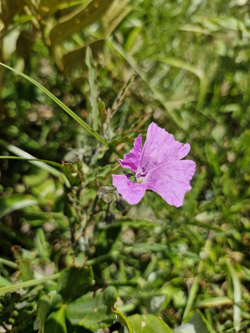 Monsonia biflora photo 5