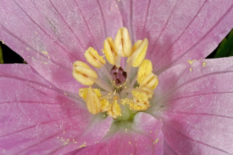 Monsonia biflora