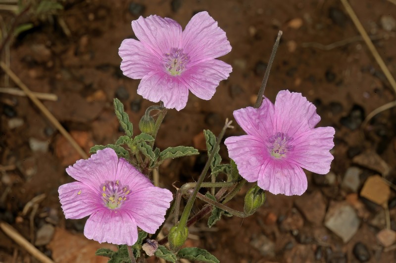 Monsonia biflora photo 6