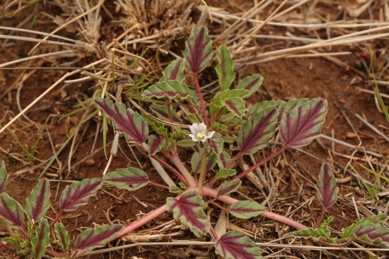 Monsonia brevirostrata