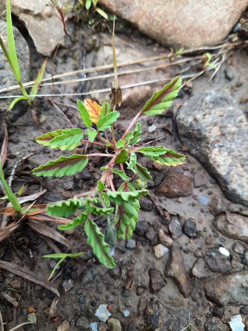 Monsonia brevirostrata photo 2