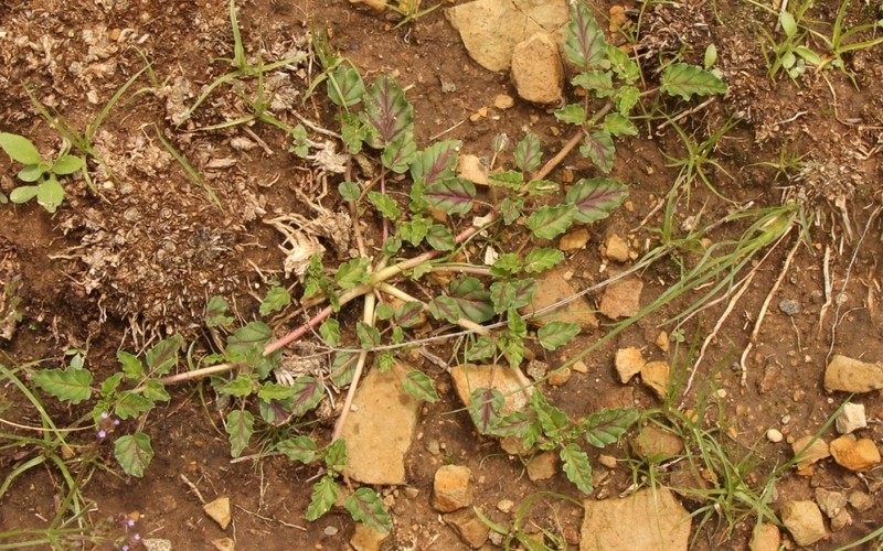 Monsonia brevirostrata photo 3