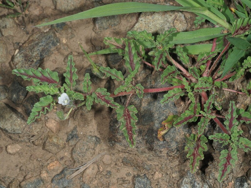 Monsonia brevirostrata photo 4