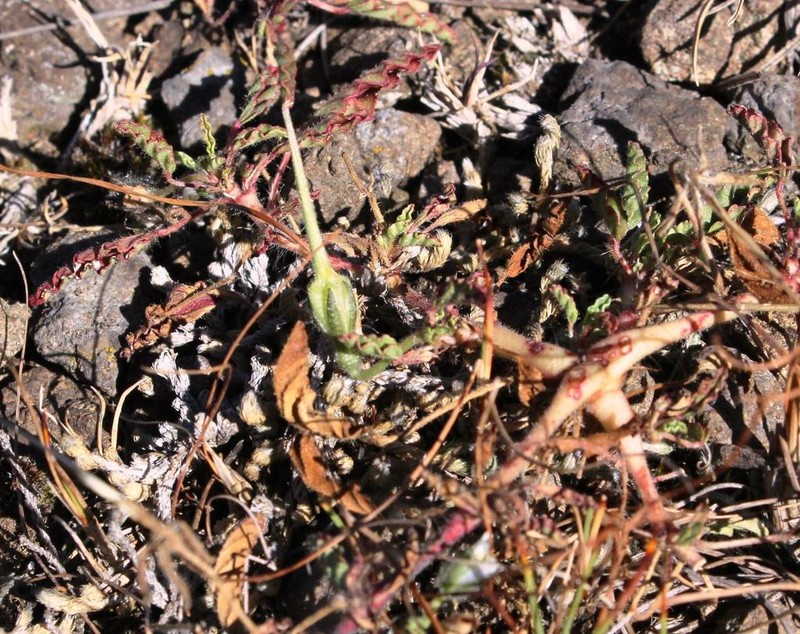 Monsonia brevirostrata photo 5