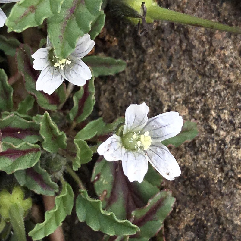 Monsonia brevirostrata photo 6