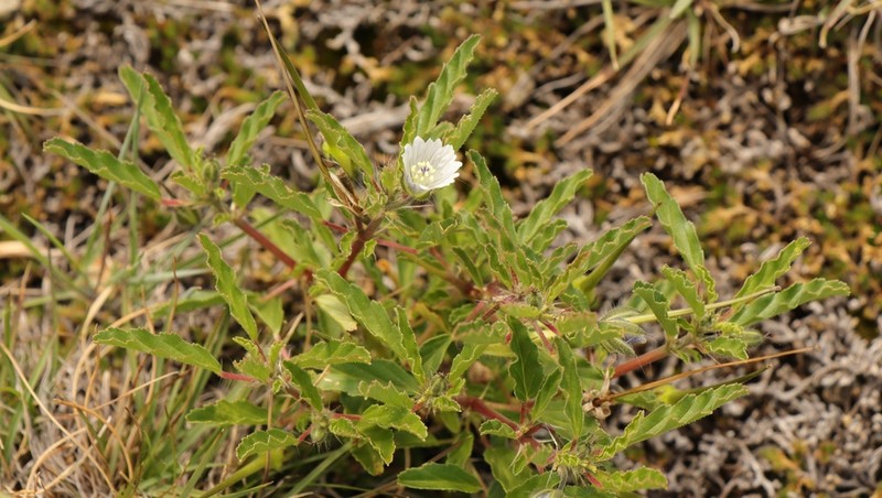 Monsonia brevirostrata photo 7