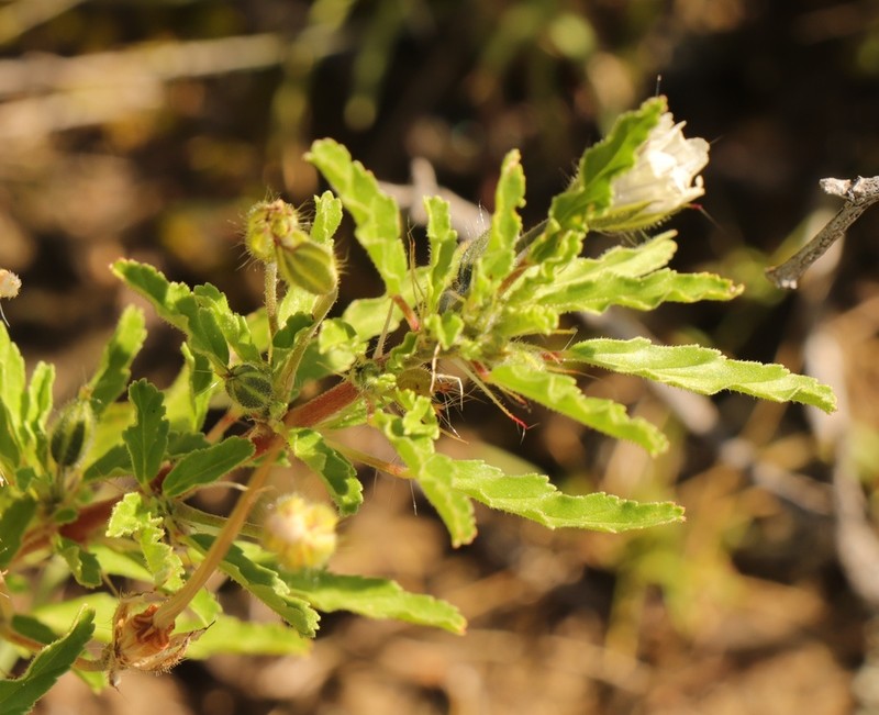 Monsonia brevirostrata photo 8