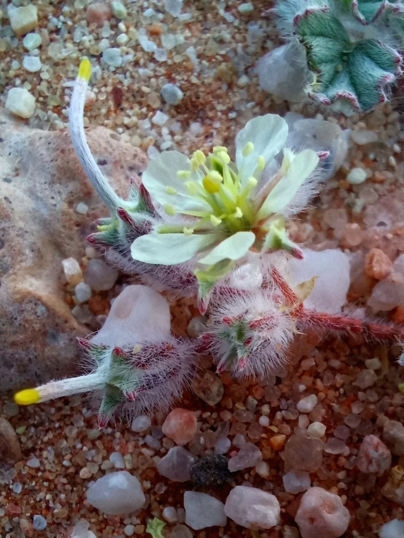 Monsonia deserticola