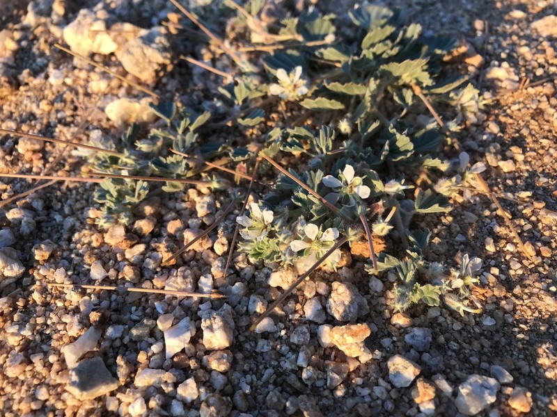 Monsonia deserticola photo 2