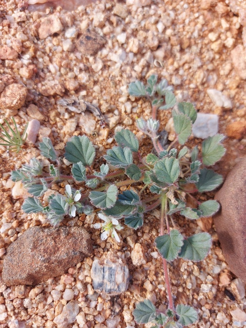 Monsonia deserticola photo 3
