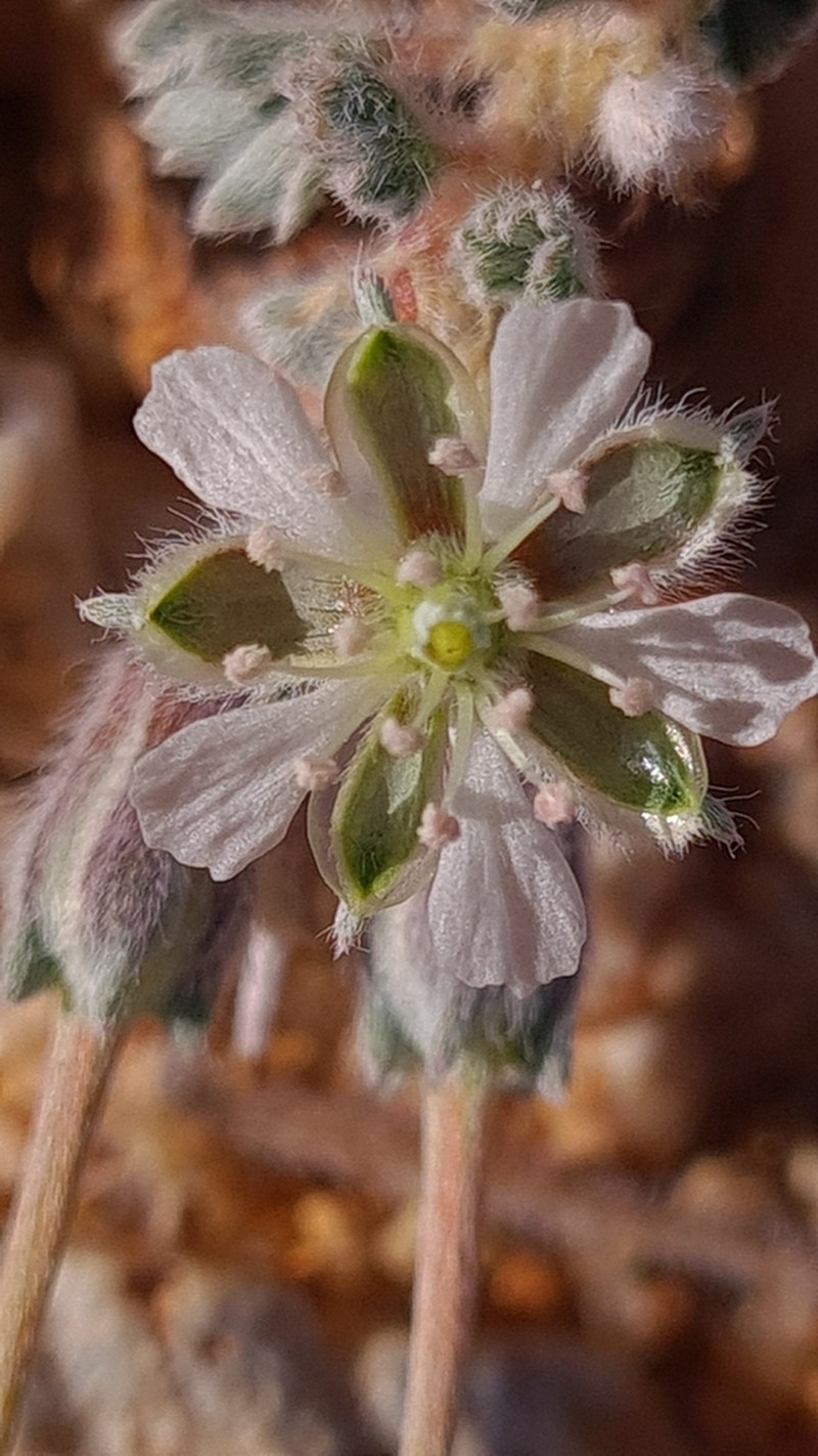 Monsonia deserticola photo 4