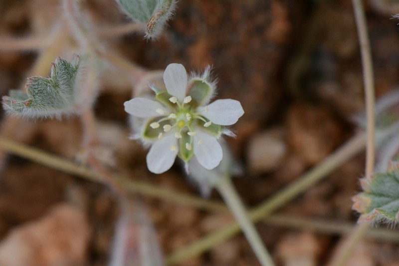 Monsonia deserticola photo 5