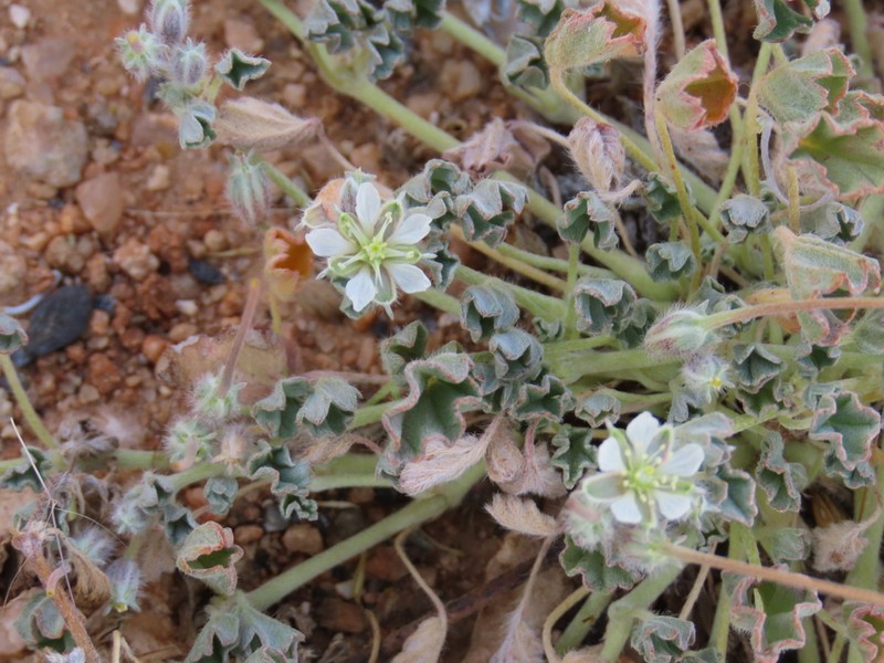 Monsonia deserticola photo 6