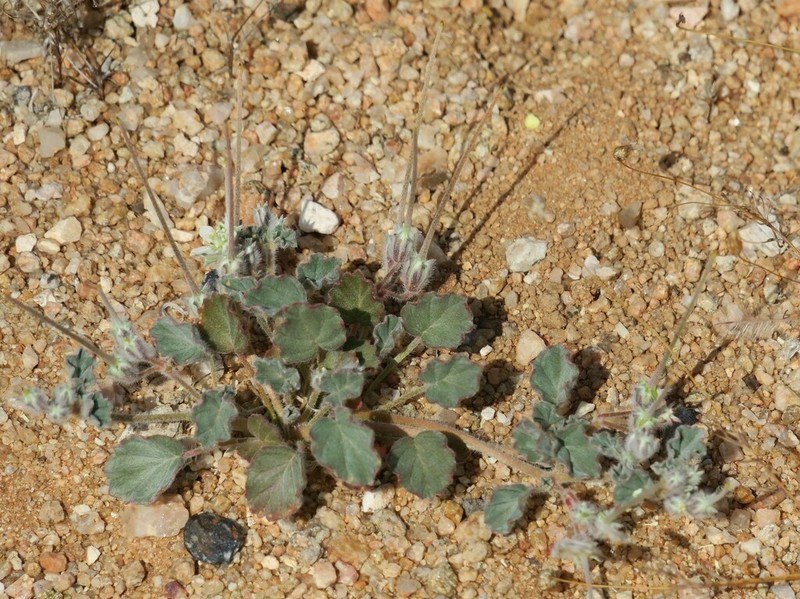Monsonia deserticola photo 7