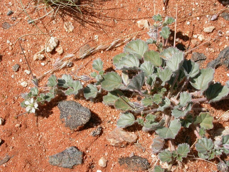 Monsonia deserticola photo 8