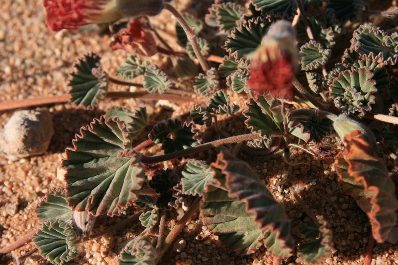 Monsonia drudeana