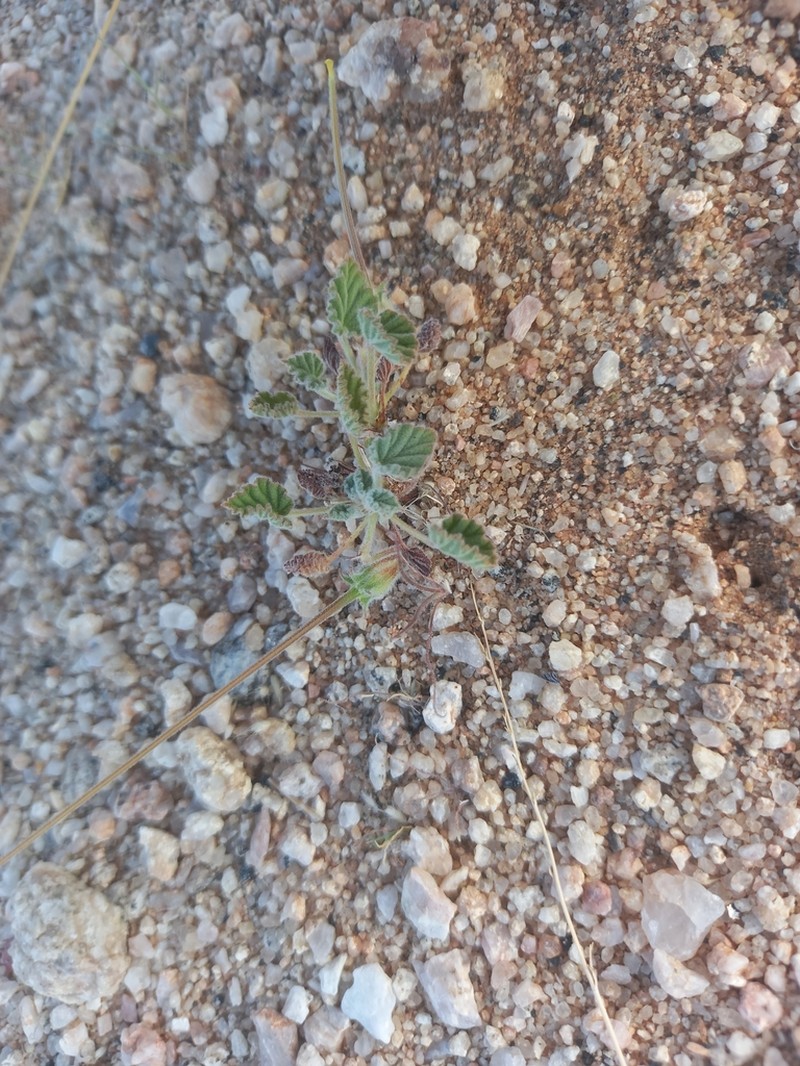 Monsonia drudeana photo 2