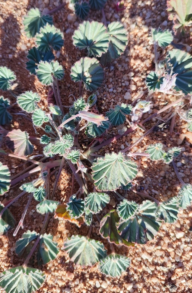 Monsonia drudeana photo 3