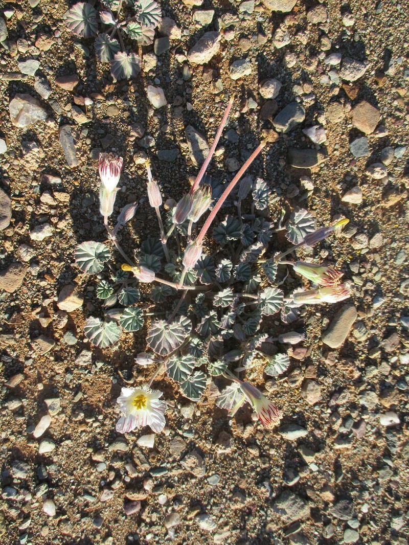Monsonia drudeana photo 4
