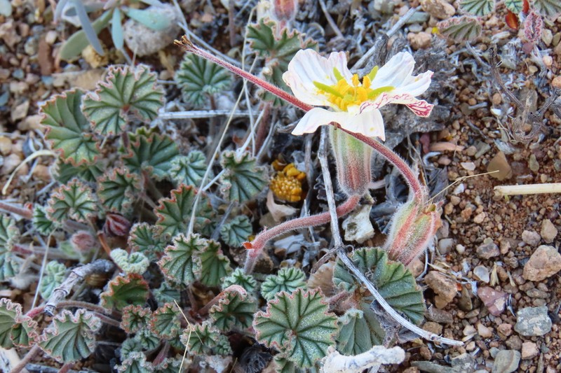 Monsonia drudeana photo 5