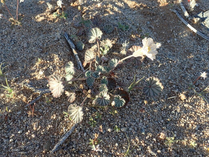 Monsonia drudeana photo 6