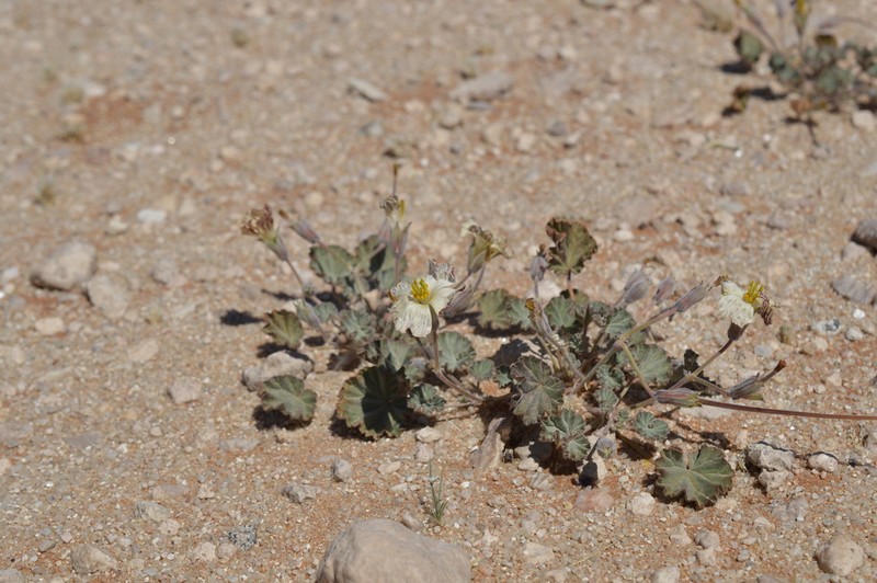 Monsonia drudeana photo 7