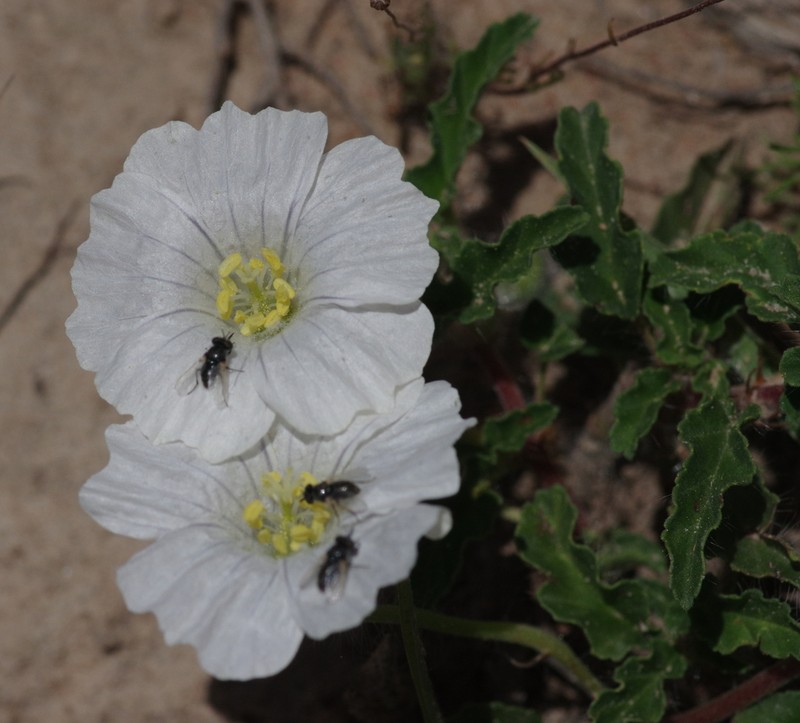 Monsonia emarginata photo 2