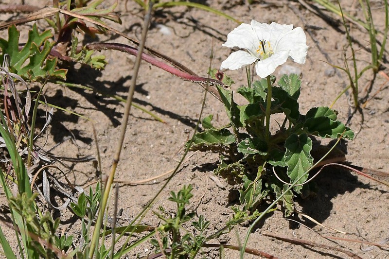 Monsonia emarginata photo 3