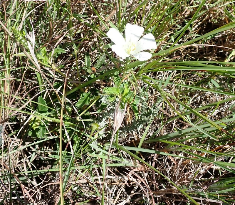 Monsonia emarginata photo 4