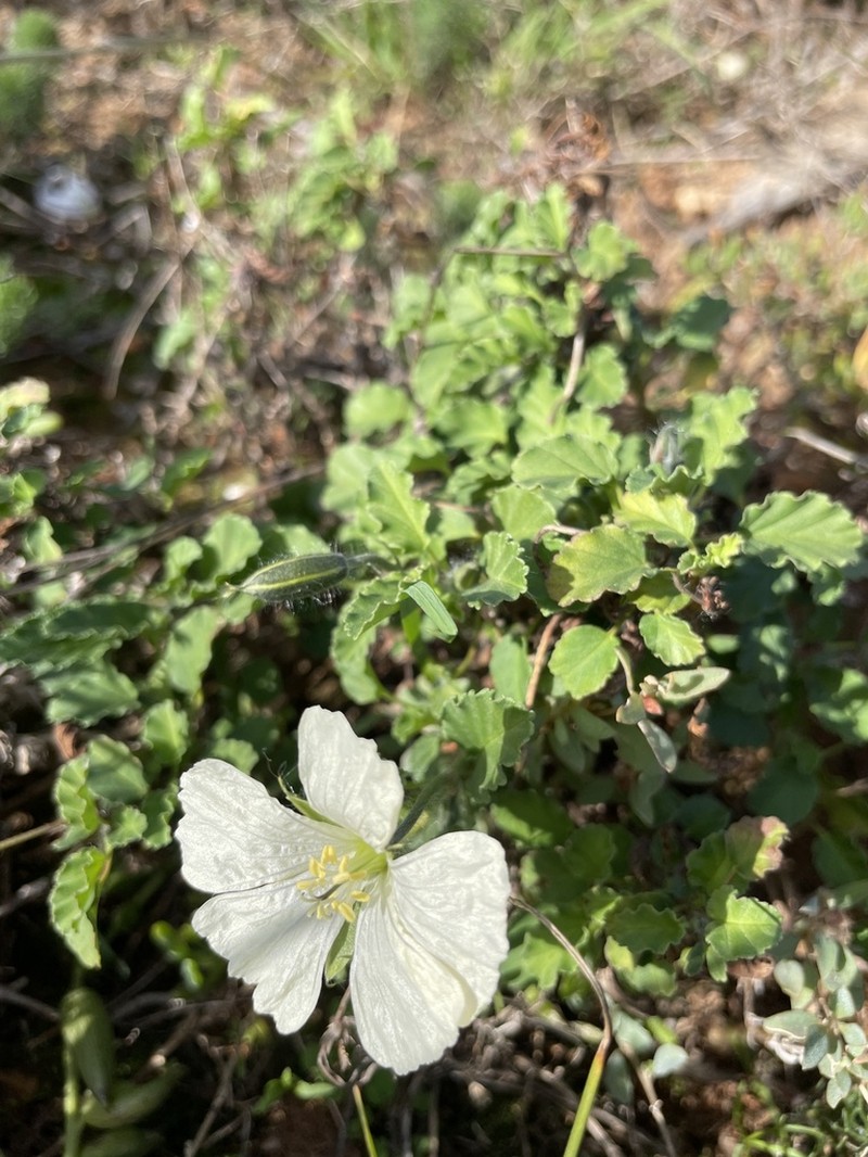 Monsonia emarginata photo 5