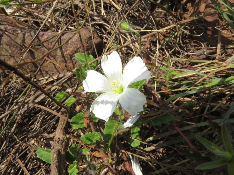 Monsonia emarginata photo 7