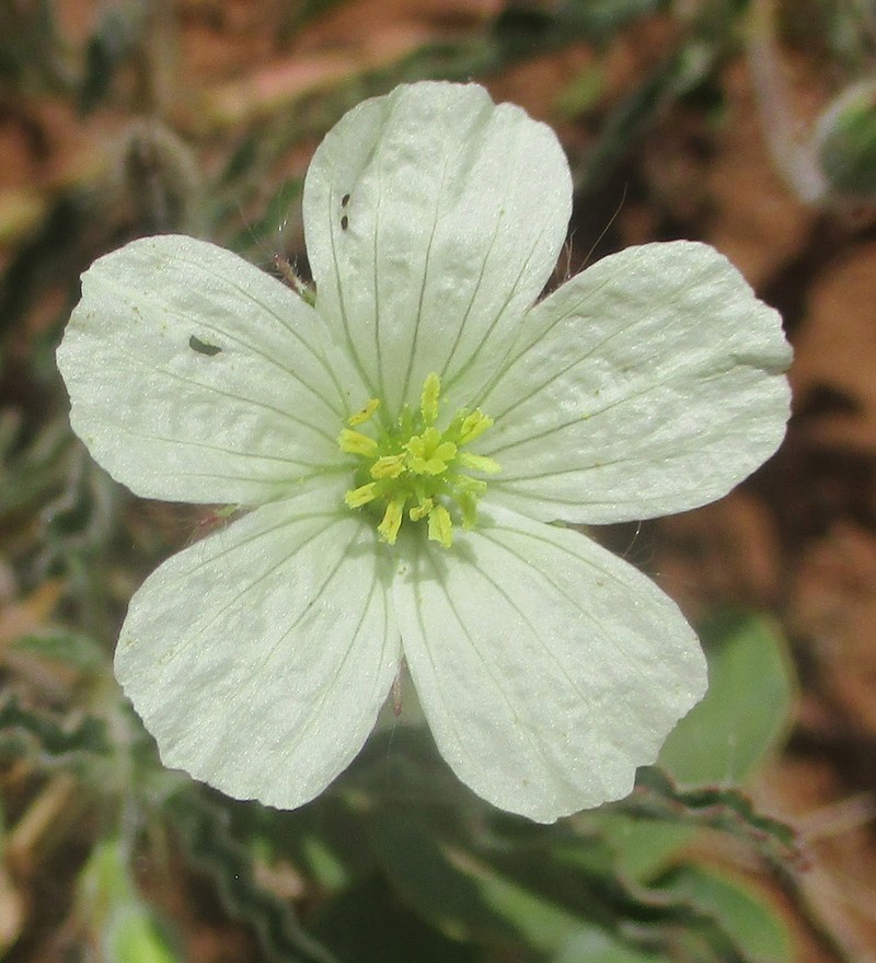 Monsonia glauca