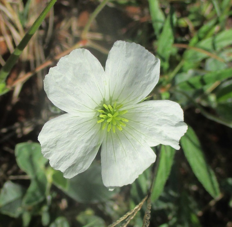 Monsonia glauca photo 2