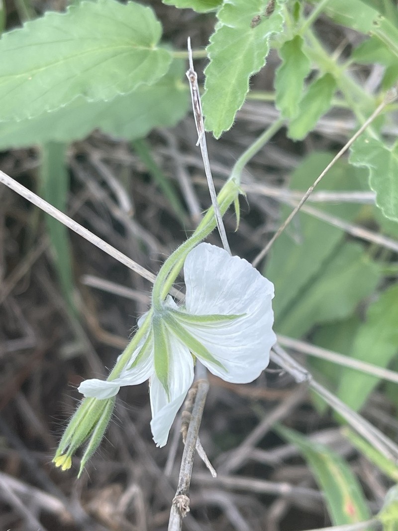 Monsonia glauca photo 3