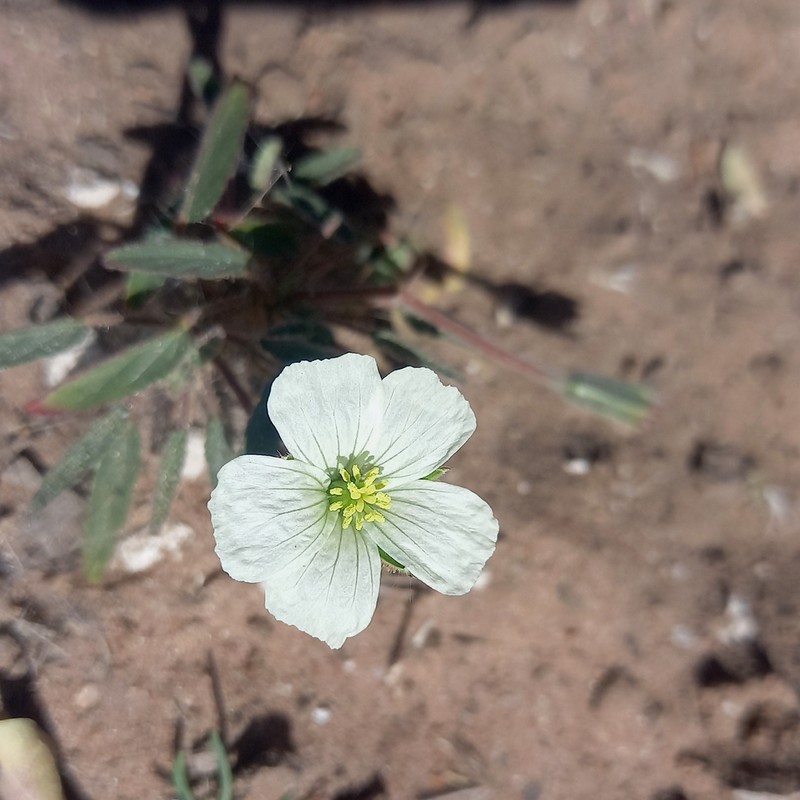 Monsonia glauca photo 4