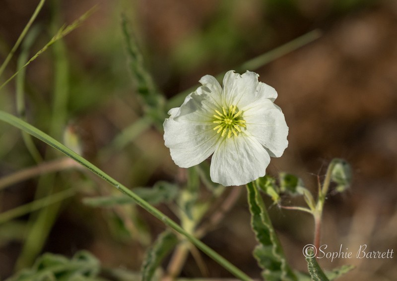 Monsonia glauca photo 8
