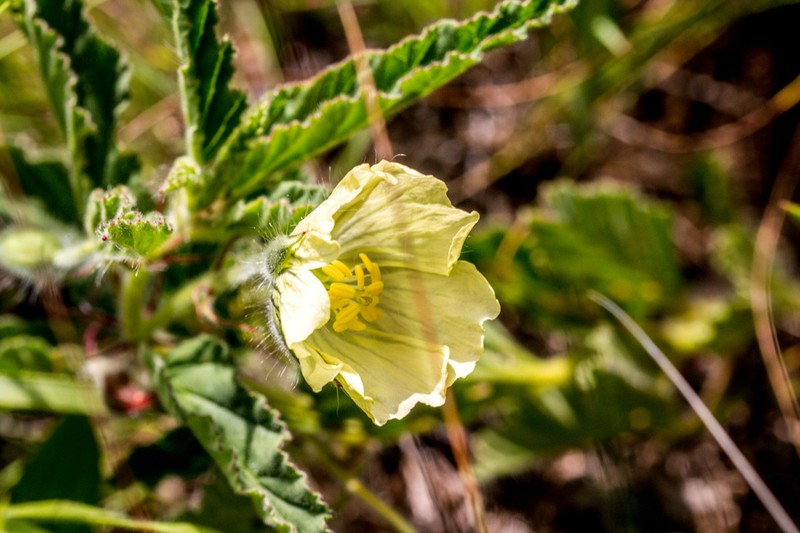 Monsonia grandifolia