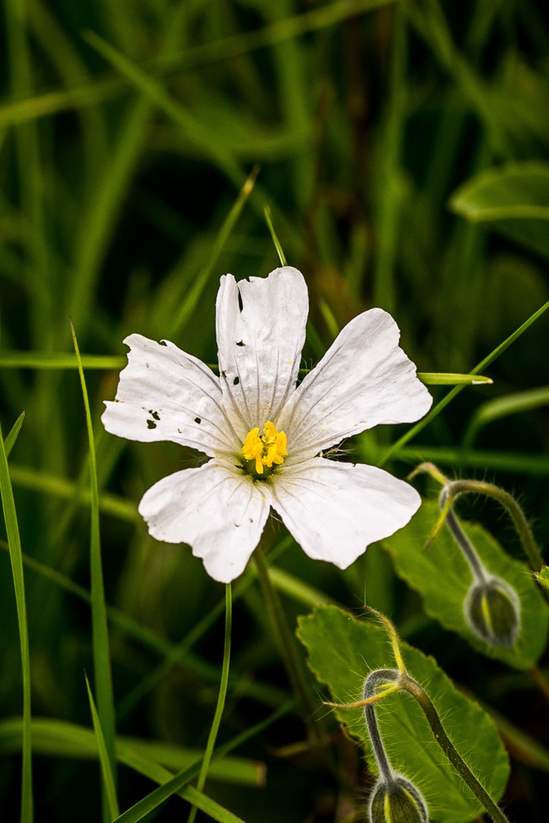 Monsonia grandifolia photo 2