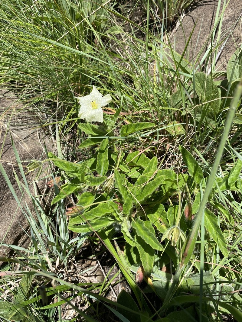 Monsonia grandifolia photo 3