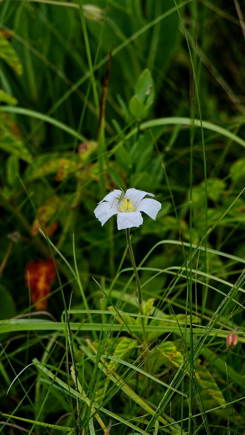 Monsonia grandifolia photo 4